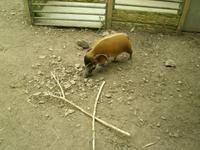 Schwein  &ndash; &copy; Martin Brützke (Eberhardt TRAVEL)