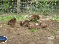 Otterfamilie &ndash; &copy; Martin Brützke (Eberhardt TRAVEL)