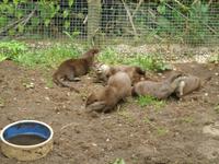 Otterfamilie Bild 2 &ndash; &copy; Martin Brützke (Eberhardt TRAVEL)