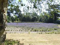 Lavendelfeld &ndash; &copy; Beate Schreiber (Eberhardt TRAVEL)