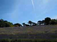 Lavendelfarm &ndash; &copy; Beate Schreiber (Eberhardt TRAVEL)