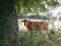 Guernsey-Kuh