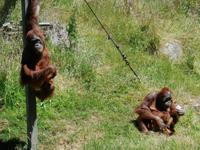 Durrell Wildlife Conservation Trust (3) &ndash; &copy; Beate Schreiber (Eberhardt TRAVEL)
