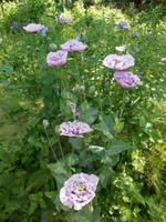 Garten von Fam. Miles &ndash; &copy; Beate Schreiber (Eberhardt TRAVEL)