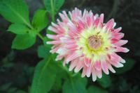 Garten Grey Gables &ndash; &copy; Philipp Schmitz (Eberhardt TRAVEL)