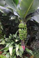 Orchid Foundation &ndash; &copy; Philipp Schmitz (Eberhardt TRAVEL)
