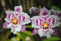 Orchid Foundation &ndash; &copy; Philipp Schmitz (Eberhardt TRAVEL)