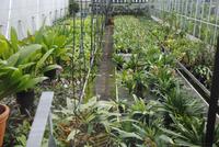 Orchid Foundation  - Anzuchtgewächshäuser &ndash; &copy; Philipp Schmitz (Eberhardt TRAVEL)