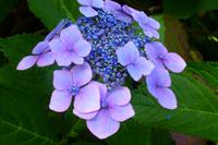 Hortensien &ndash; &copy; Cindy Streidt (Eberhardt TRAVEL)