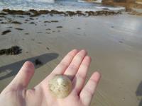 Muschelsucher &ndash; &copy; Rebekka Böhme (Eberhardt TRAVEL)