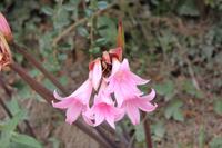 Jersey Lilie  &ndash; &copy; Sylvia Lorenz (Eberhardt TRAVEL)
