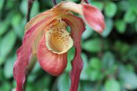 Eric Young Orchideen Ausstellung &ndash; &copy; Sylvia Lorenz (Eberhardt TRAVEL)