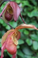 Eric Young Orchideen Ausstellung &ndash; &copy; Sylvia Lorenz (Eberhardt TRAVEL)