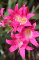 Jersey Lilie  &ndash; &copy; Sylvia Lorenz (Eberhardt TRAVEL)