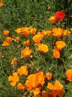 Goldmohn &ndash; &copy; Josefin Keilwagen (Eberhardt TRAVEL)