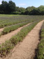 Lavendel Farm &ndash; &copy; Josefin Keilwagen (Eberhardt TRAVEL)