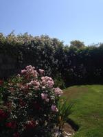 Garten Mrs. Lies &ndash; &copy; Josefin Keilwagen (Eberhardt TRAVEL)