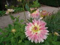 Chrysantheme Jersey &ndash; &copy; Laura Schwanitz (Eberhardt TRAVEL)