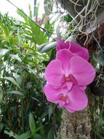 In der Orchid Foundation &ndash; &copy; Laura Schwanitz (Eberhardt TRAVEL)