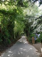 Green Lanes -  oder auch Obstbaumtunnel &ndash; &copy; Laura Schwanitz (Eberhardt TRAVEL)