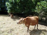 Jersey Kuh &ndash; &copy; Laura Schwanitz (Eberhardt TRAVEL)