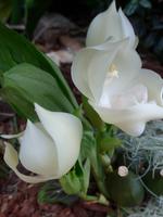 Orchideenschau Erich Young Fondation &ndash; &copy; Philipp Schmitz (Eberhardt TRAVEL)
