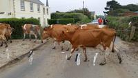 Guernsey Kühe &ndash; &copy; Martin Büchner (Eberhardt TRAVEL)