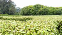 La Seigneurie Gardens - Die Gärten der La Seigneurie - Der Irrgarten &ndash; &copy; Martin Büchner (Eberhardt TRAVEL)