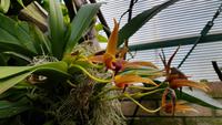 Eric Young Orchid Foundation &ndash; &copy; Martin Büchner (Eberhardt TRAVEL)