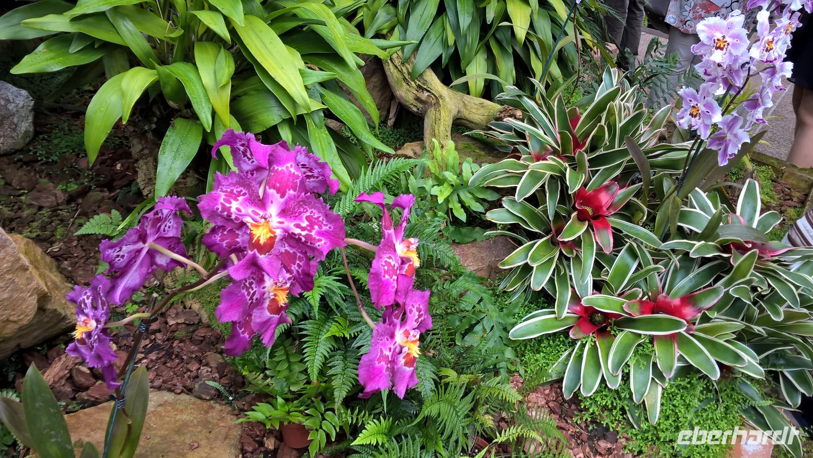 Orchid Foundation (2) &ndash; &copy; Cathleen Schaper (Eberhardt TRAVEL)