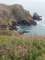 Guernsey (6) &ndash; &copy; Cathleen Schaper (Eberhardt TRAVEL)
