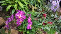 Orchid Foundation (2) &ndash; &copy; Cathleen Schaper (Eberhardt TRAVEL)