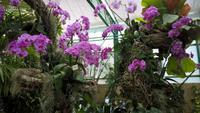 Orchid Foundation (4) &ndash; &copy; Cathleen Schaper (Eberhardt TRAVEL)