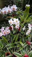 Orchid Foundation &ndash; &copy; Cathleen Schaper (Eberhardt TRAVEL)