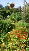 Blütenpracht im Garten von Sark