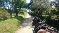Kutschfahrt auf Sark3 &ndash; &copy; Katrin Kerpa (Eberhardt TRAVEL)