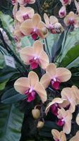 Orchideen Stiftung, Jersey 9
