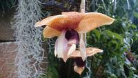 Orchideen Stiftung, Jersey 11 &ndash; &copy; Katrin Kerpa (Eberhardt TRAVEL)