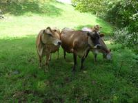 Jersey, Kühe
