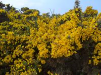 Jersey, Stehginster &ndash; &copy; Ria Heilmann (Eberhardt TRAVEL)