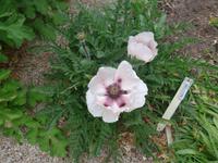 Jersey, Privatgarten Mrs. Lea, Mohn &ndash; &copy; Ria Heilmann (Eberhardt TRAVEL)