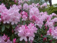Jersey, Privatgarten Mrs. Lea, Rodondentron &ndash; &copy; Ria Heilmann (Eberhardt TRAVEL)