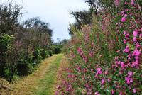Rundgang auf Sark &ndash; &copy; Eric Richter (Eberhardt TRAVEL)