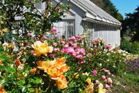 Candie Garden - Guernsey &ndash; &copy; Eric Richter (Eberhardt TRAVEL)