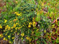Hotentotenblumen &ndash; &copy; Cindy Streidt (Eberhardt TRAVEL)