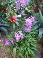 Eric Young Orchideen Garten &ndash; &copy; Philipp Schmitz (Eberhardt TRAVEL)