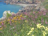 Guernsey &ndash; &copy; Barbara Mihut (Eberhardt TRAVEL)
