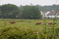 Jersey-Kühe &ndash; &copy; Helene Johannsen (Eberhardt TRAVEL)