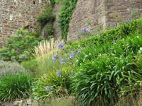 Mont Orgueil Castle - Blumen &ndash; &copy; Julian Bartsch (Eberhardt TRAVEL)