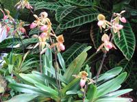 Jersey - Eric Young Orchid Foundation &ndash; &copy; Martina Häselbarth (Eberhardt TRAVEL)